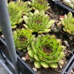 Sempervivum