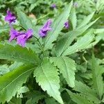 Cardamine glanduligera Flors