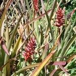 Aechmea distichantha Flor