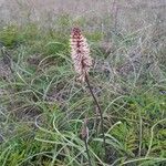 Schoenocaulon texanum Flower