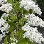 Ligustrum sinenseFlower