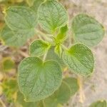 Cleome droserifolia Leaf