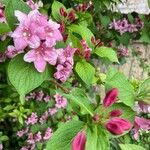 Weigela floridaŽiedas