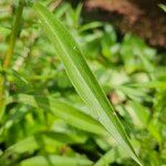 Aster amellus Leaf