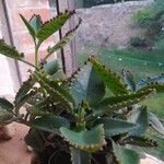 Kalanchoe daigremontiana Folha