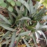 Sansevieria hyacinthoides Blad