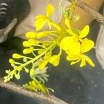 Cassia fistula Flors