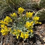 Physaria chambersii Flor