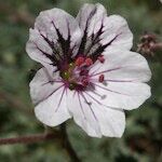 Erodium cheilanthifolium Blomma