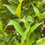 Syzygium jambos Frunză