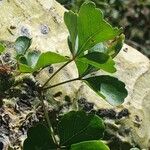 Commiphora schimperi Leaf