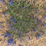 Polygala microphylla 花