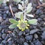 Alyssum desertorum Habitatea