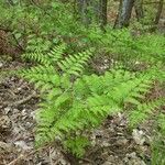 Gymnocarpium dryopteris Folha