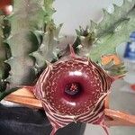 Huernia zebrina Λουλούδι