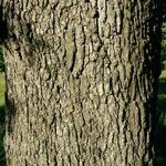 Quercus stellata Bark