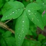 Lamprocapnos spectabilis Blatt