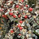 Cotoneaster microphyllus অভ্যাস
