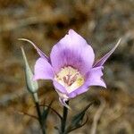 Calochortus macrocarpus Çiçek