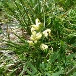 Pedicularis ascendens Other