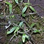 Microgramma lycopodioides Облик