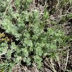 Artemisia frigida Blatt