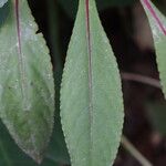 Impatiens auricoma Blad