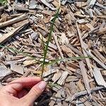 Cyperus rotundusLapas