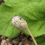 Anemonoides sylvestris Fruit