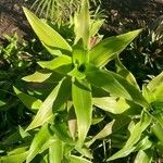 Callisia fragrans Leaf