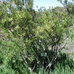 Brachylaena neriifolia Hoja