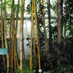 Bambusa vulgaris Hábitos