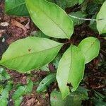 Allophylus africanus Blatt