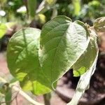Croton flavens Blad