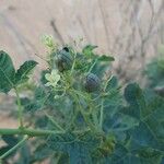 Jatropha chevalieri ഫലം