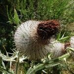 Cirsium eriophorum Frutto