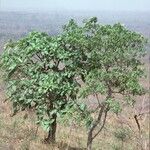 Ficus platyphylla Habit