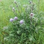 Carthamus caeruleus 形態