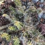 Echinocereus pentalophus Leaf