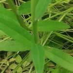 Crotalaria vitellina Leaf