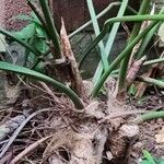 Philodendron ornatum Bark