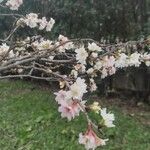 Prunus subhirtella Květ