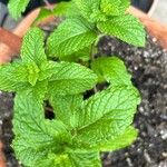 Mentha spicataFolha