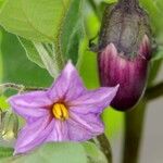 Solanum melongena Bloem