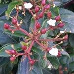 Viburnum tinus 果實