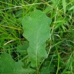 Quercus pubescens Feuille