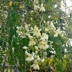 Moringa oleifera Λουλούδι