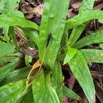 Carex plantaginea Fruit