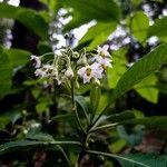 Solanum umbellatum Floare
