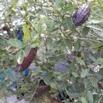 Citrus australasica Fruit